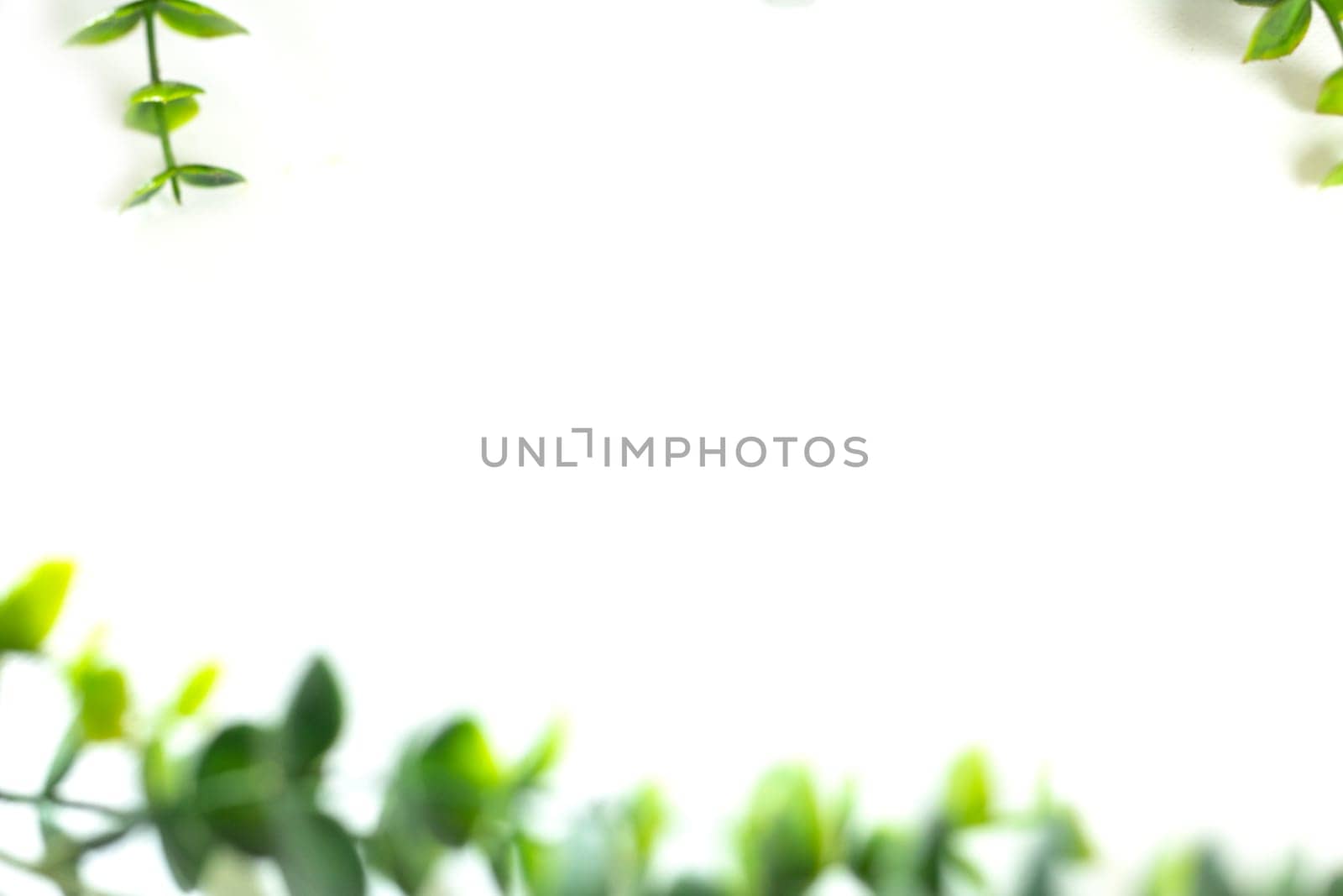 Green leaves border defocus on white background, edge of green plant with copy space. Natural and freshness ecology concept. spring beauty element space for text