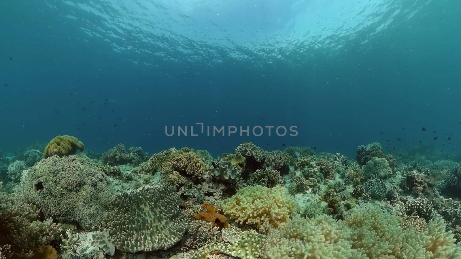 Tropical colourful underwater seascape. Tropical fishes and coral reef underwater. Underwater landscape. Philippines.