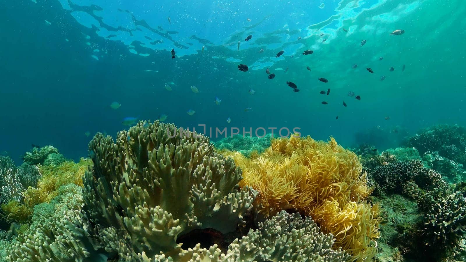 Tropical colourful underwater seascape.The underwater world with colored fish and a coral reef. Philippines.