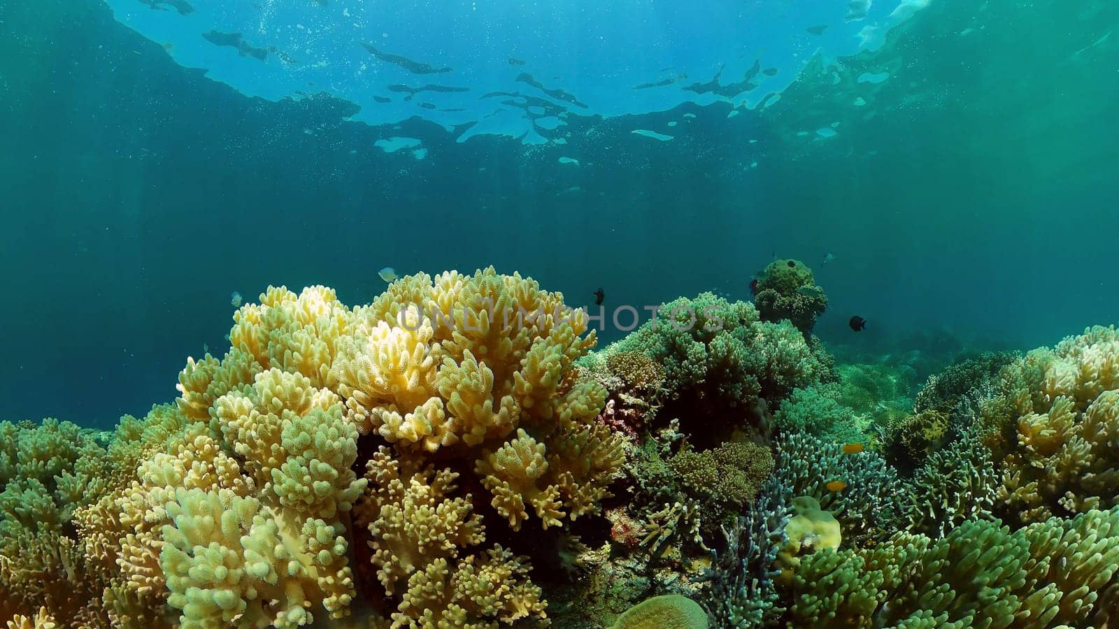 Tropical Seascape Underwater Life. Tropical underwater sea fish. Philippines.