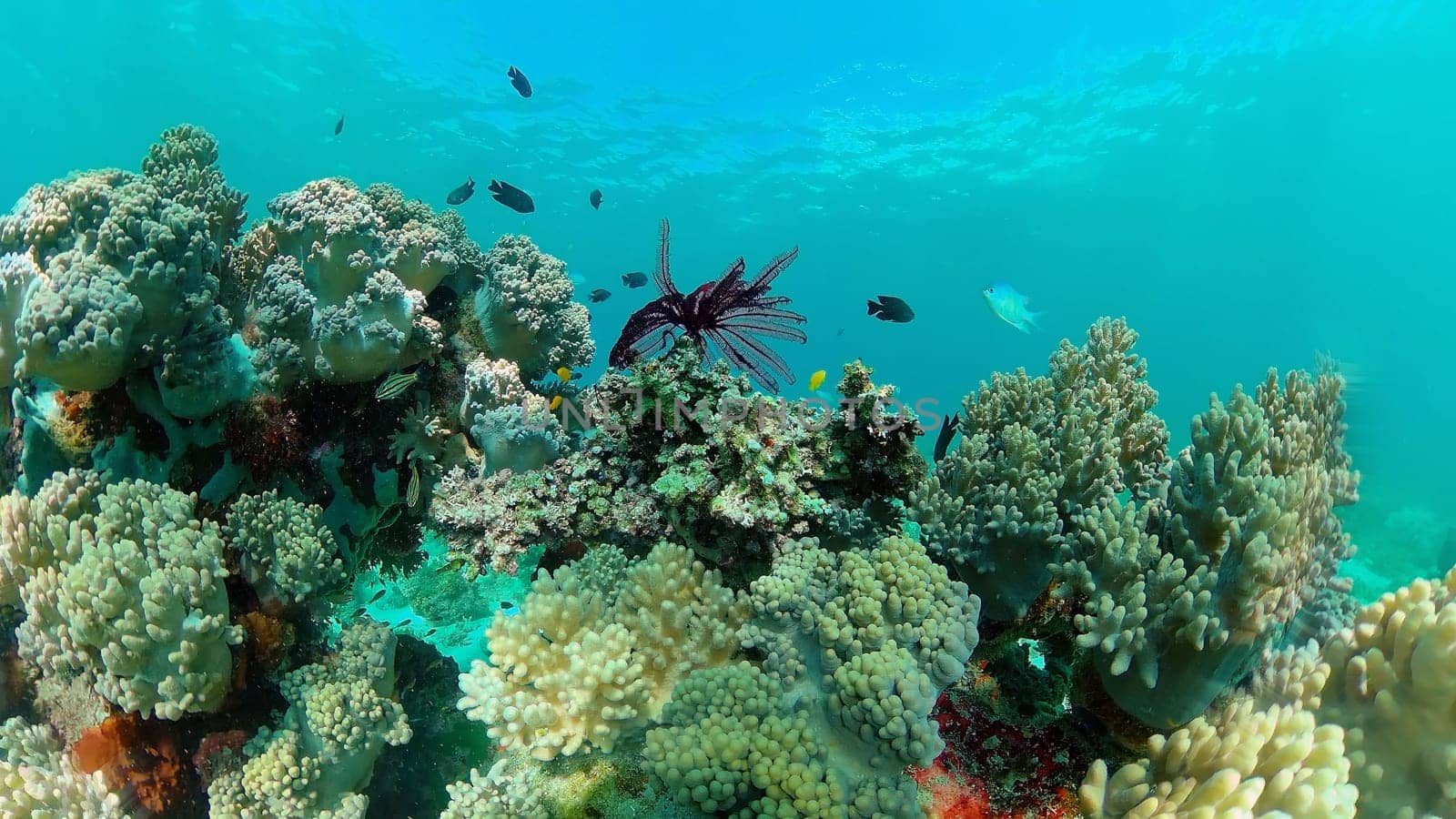 Soft and hard corals. Underwater fish garden reef. Reef coral scene. Philippines.