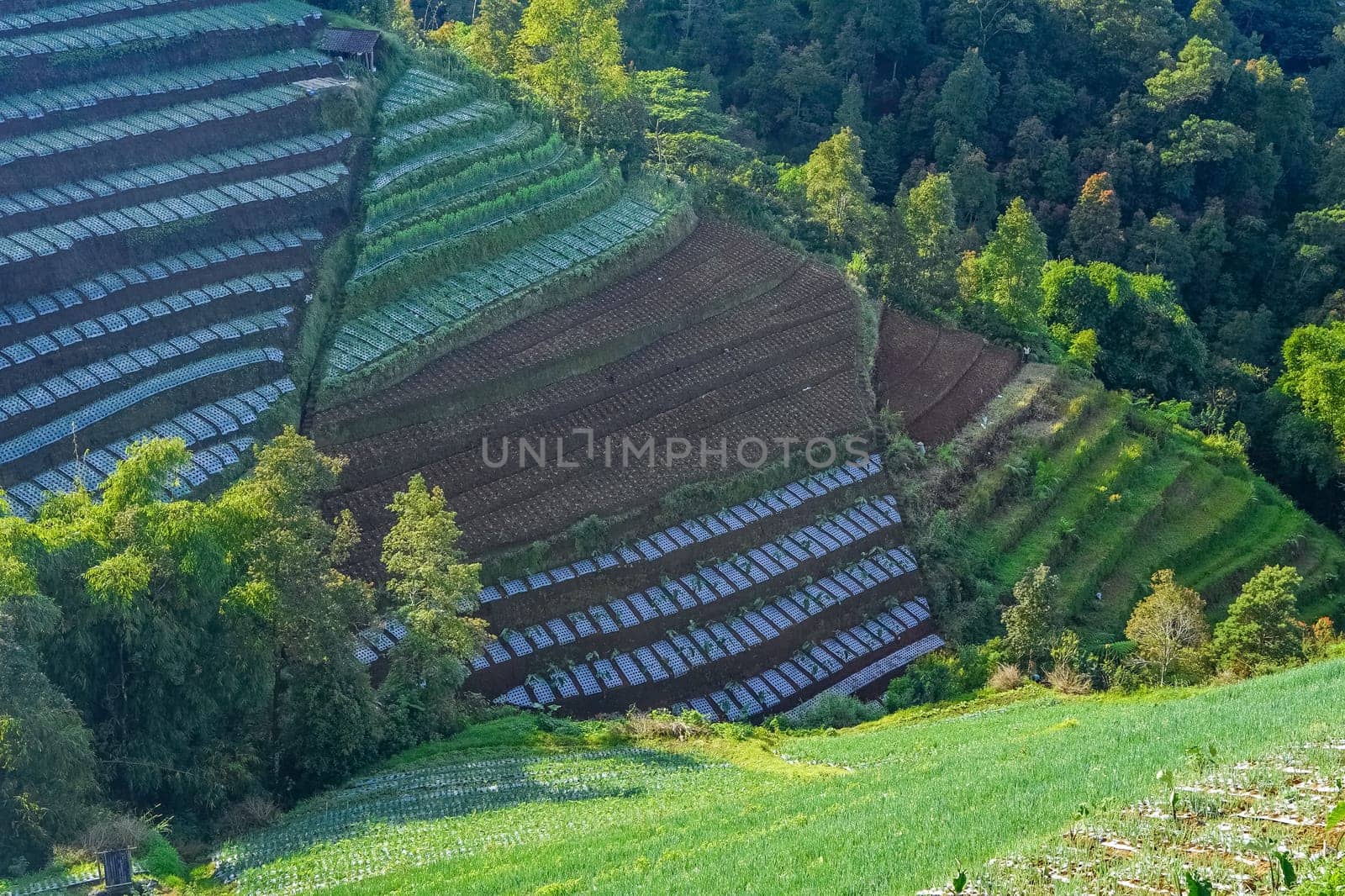 Landscape of The terraced spring onion fields, Sukomakmur, Magelang, Indonesia