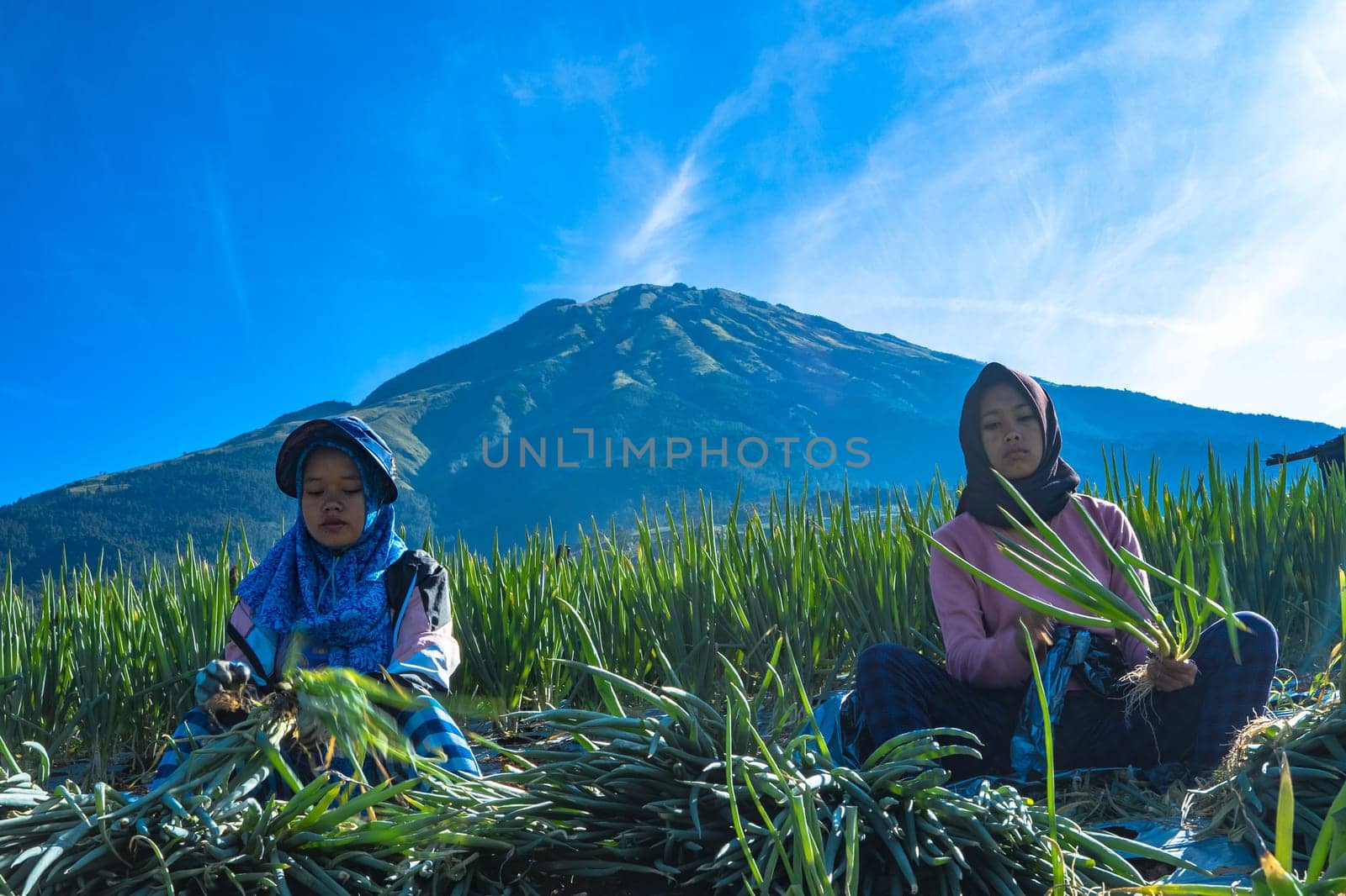 July 2, 2022. Women are doing the harvesting of spring onion. Dusun Butuh, Magelang, Indonesia