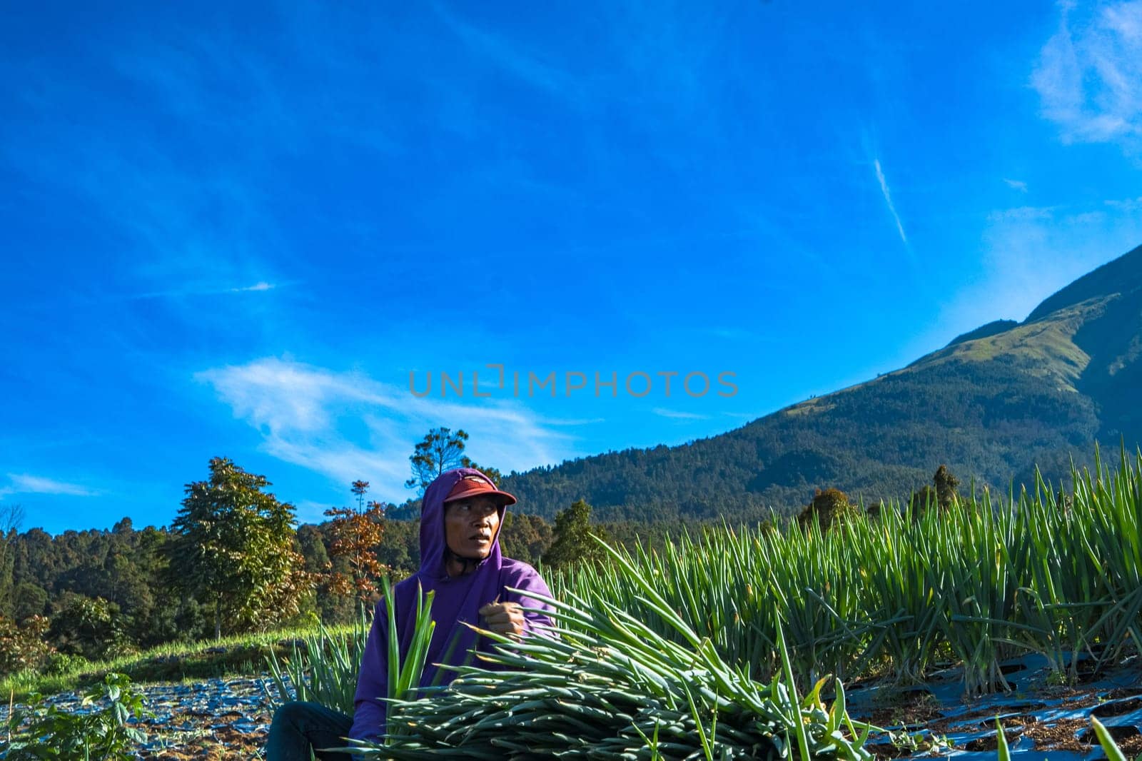 July 2, 2022. Women are doing the harvesting of spring onion. Dusun Butuh, Magelang, Indonesia