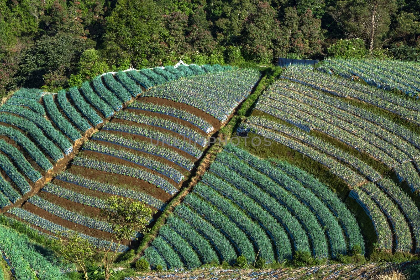 Landscape of The terraced spring onion fields, Sukomakmur, Magelang, Indonesia