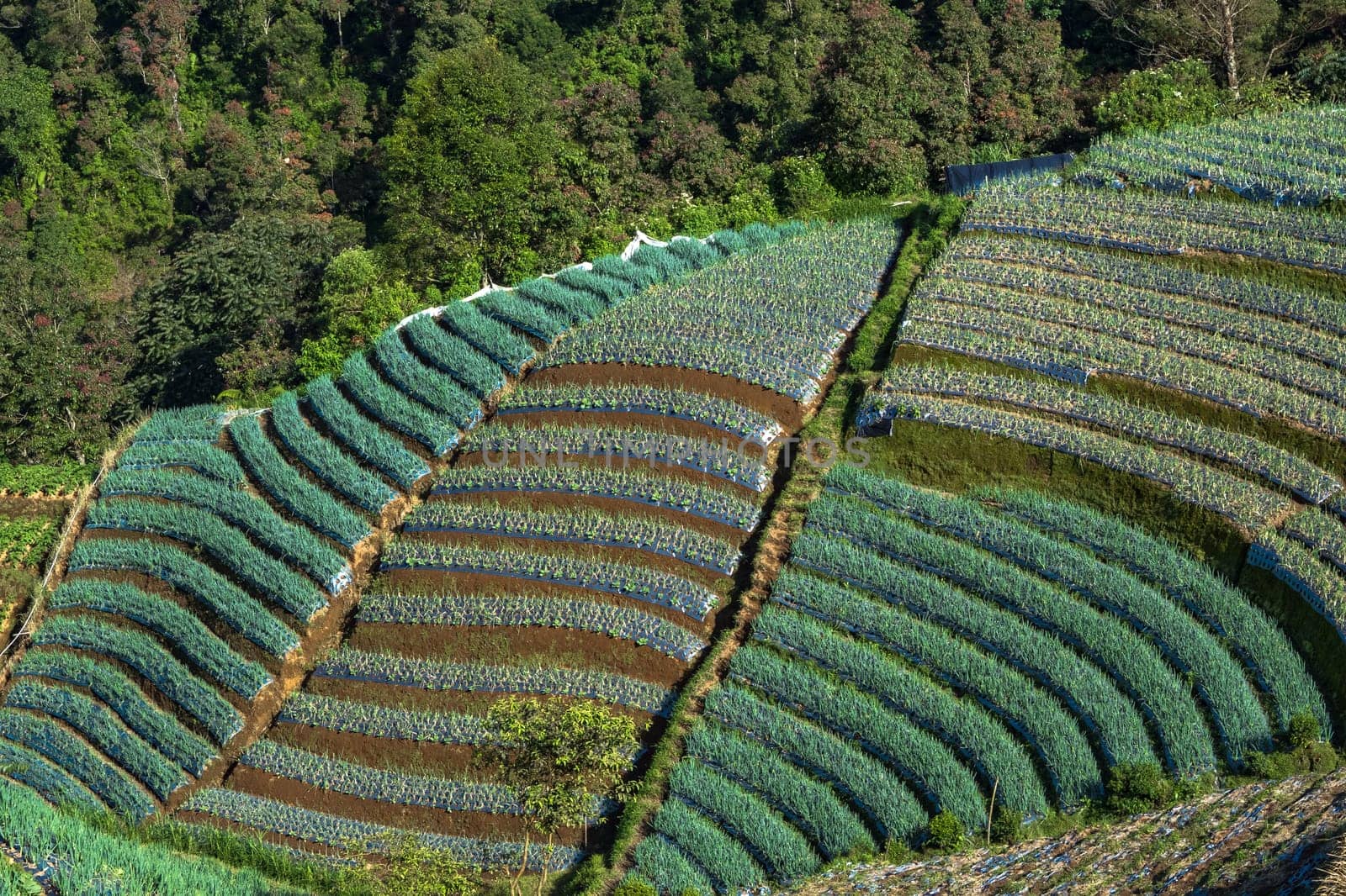Landscape of The terraced spring onion fields, Sukomakmur, Magelang, Indonesia