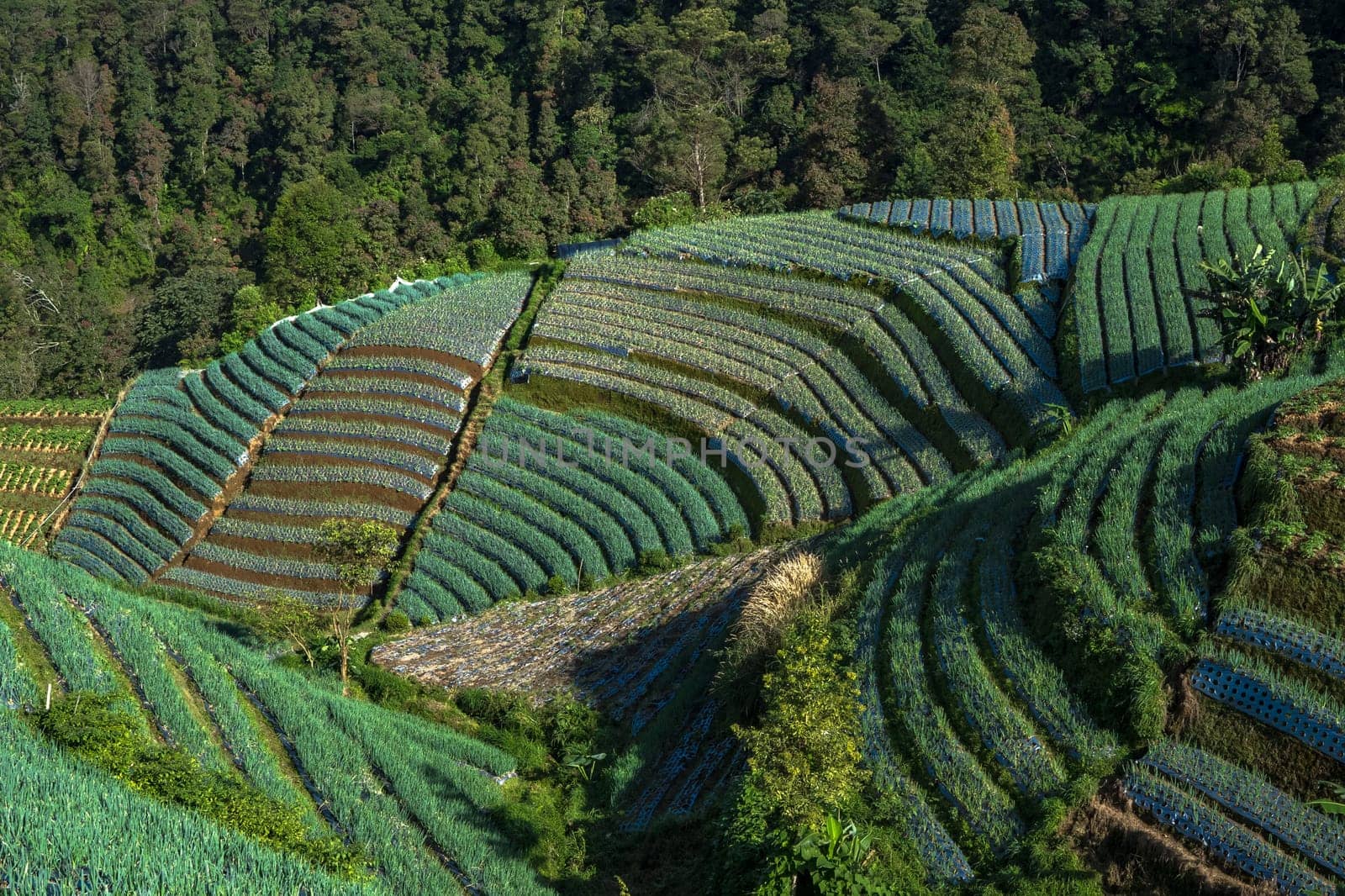 Landscape of The terraced spring onion fields, Sukomakmur, Magelang, Indonesia