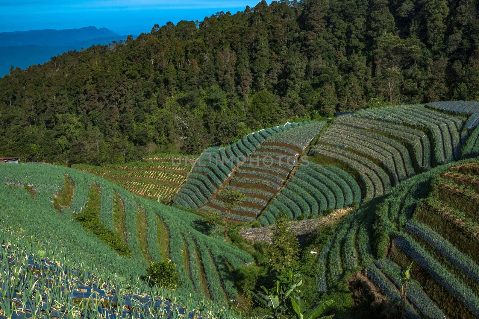 Landscape of The terraced spring onion fields, Sukomakmur, Magelang, Indonesia