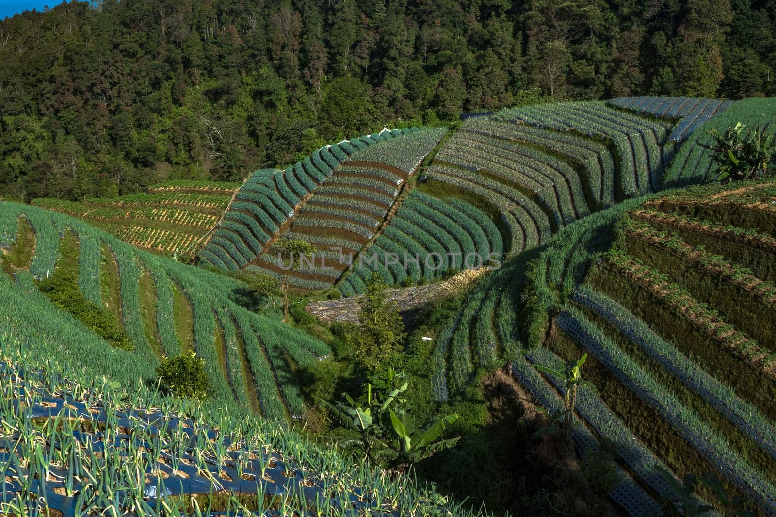 Landscape of The terraced spring onion fields, Sukomakmur, Magelang, Indonesia