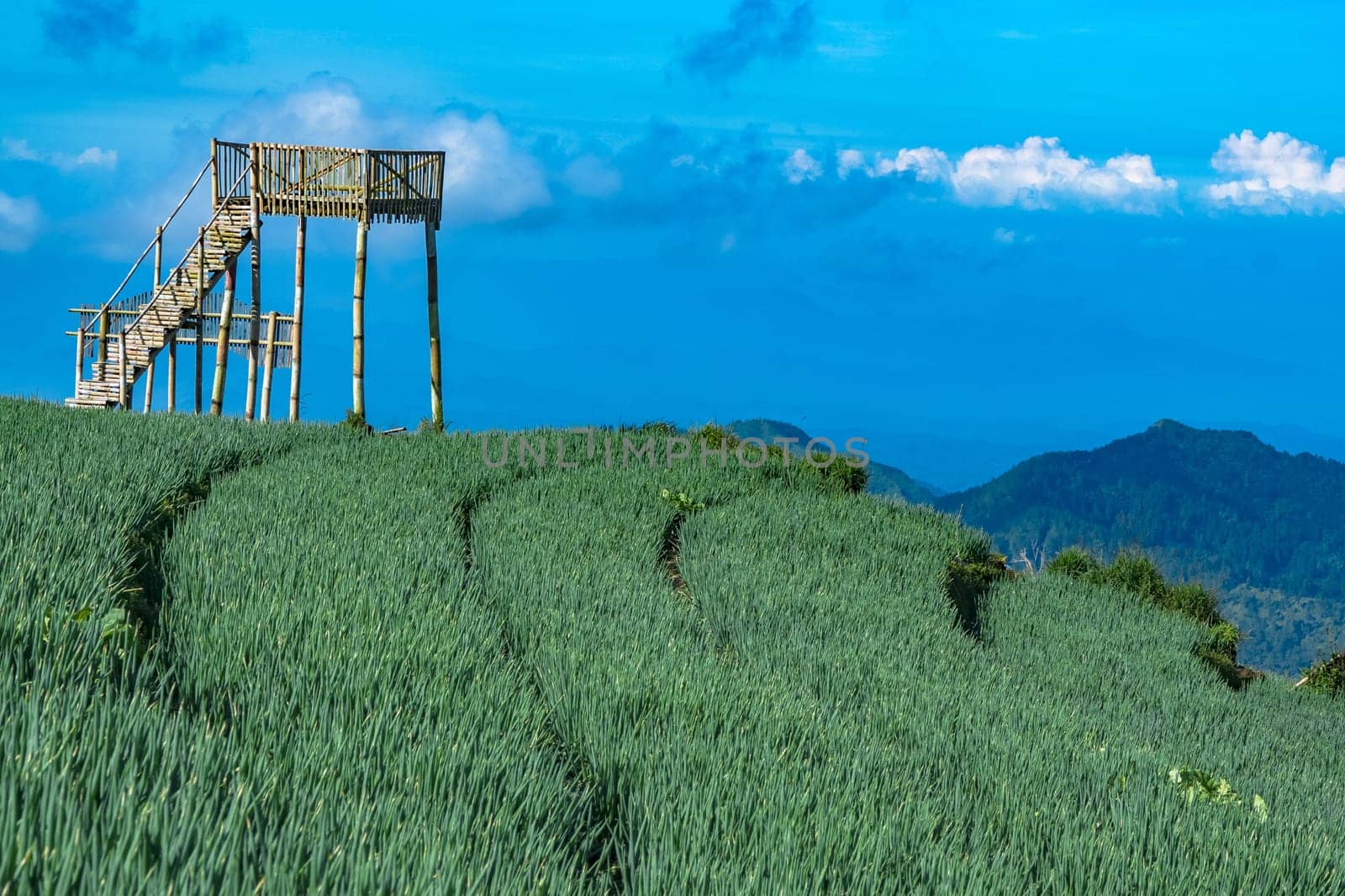 Landscape of The terraced spring onion fields, Sukomakmur, Magelang, Indonesia