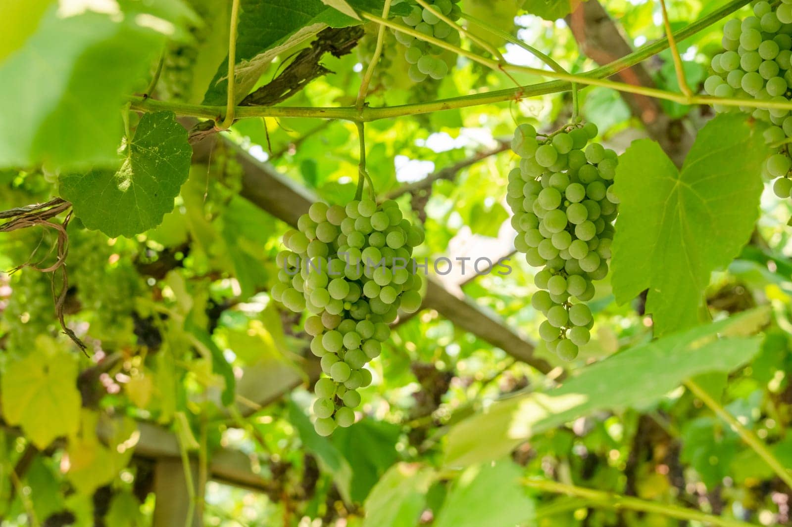 Fascicle green grape growing among the leaves. Vine branch with racemules of green grape