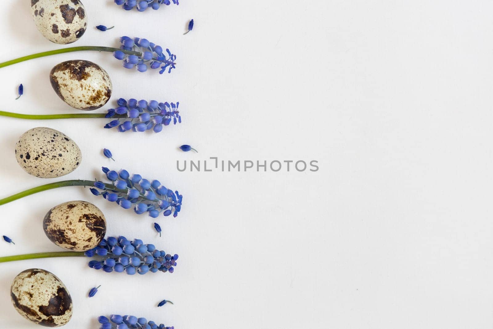 Easter quial eggs and fresh blue spring flowers. White textile background. Happy easter concept, flat lay, copy space