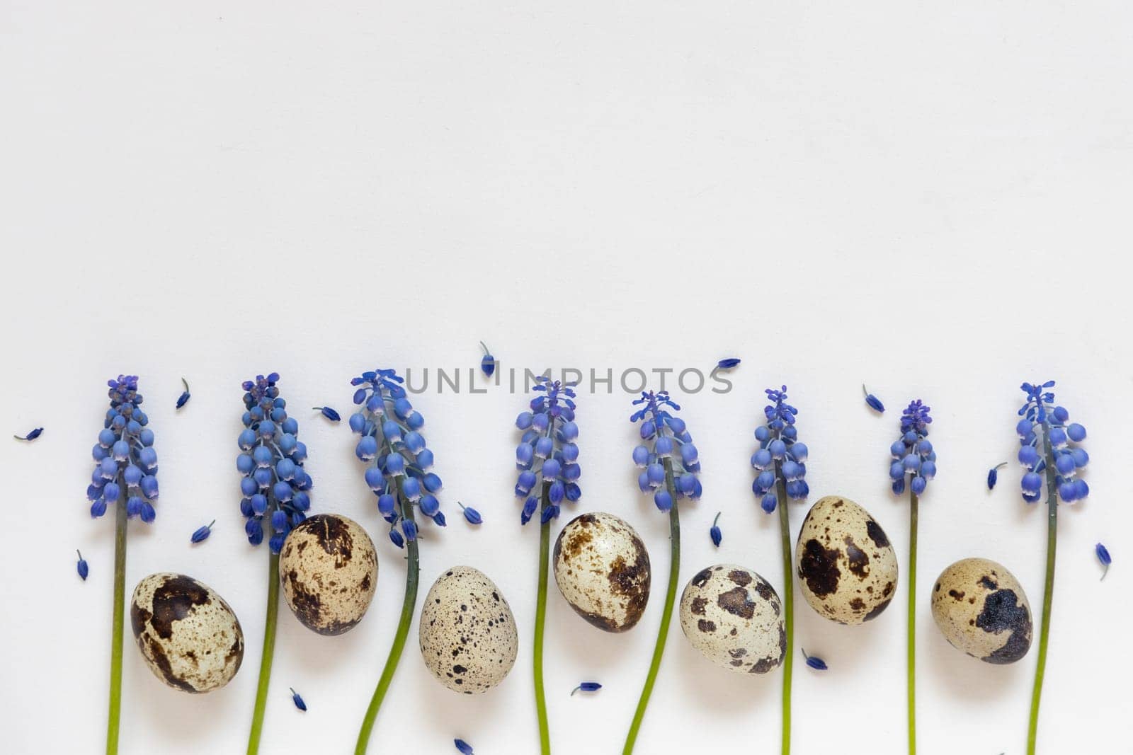 Easter quial eggs and fresh blue spring flowers composition. White background. Easter concept, flat lay, copy space