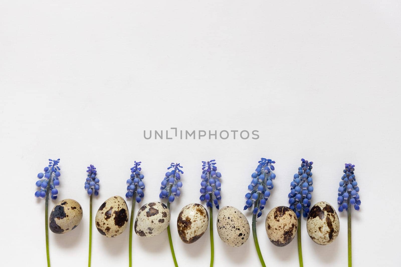Easter quial eggs and fresh spring flowers muscari. White textile background. Happy easter concept, flat lay, copy space. by Ri6ka