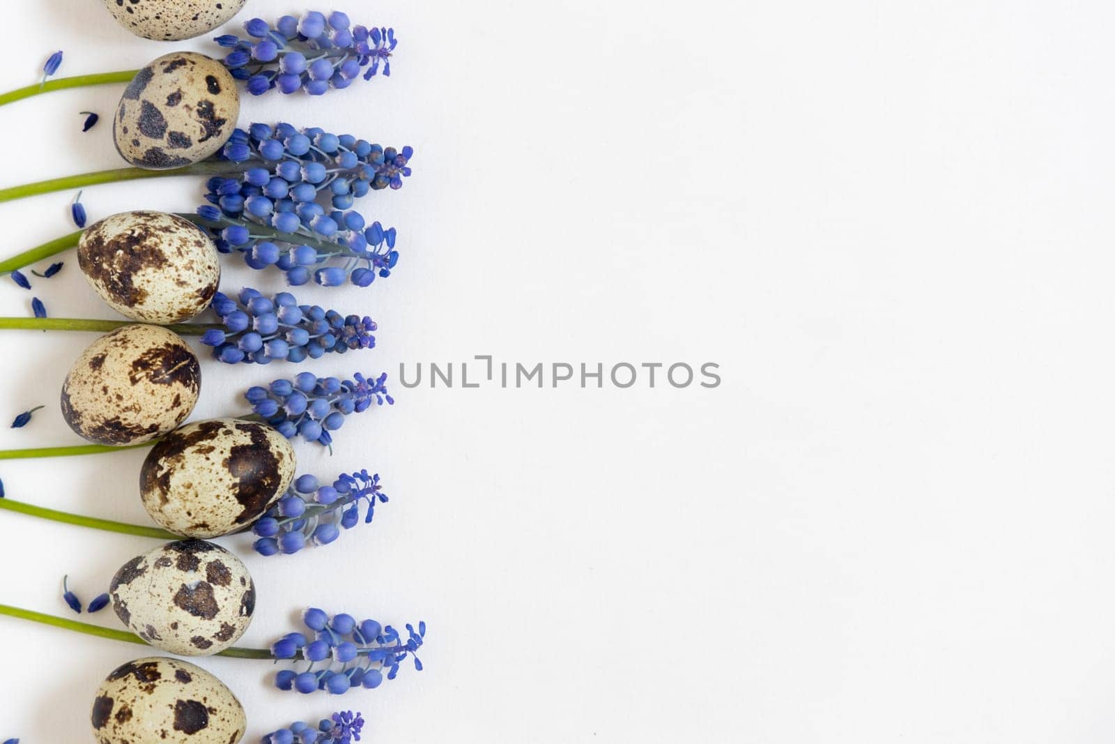 Easter quial eggs and fresh spring flowers muscari. White textile background. Happy easter concept, flat lay, copy space
