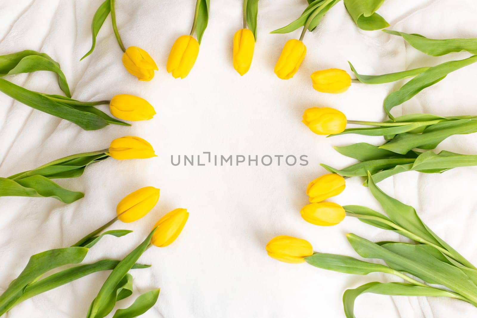 Yellow tulips lie on a white blanket, in daylight, viewed from above