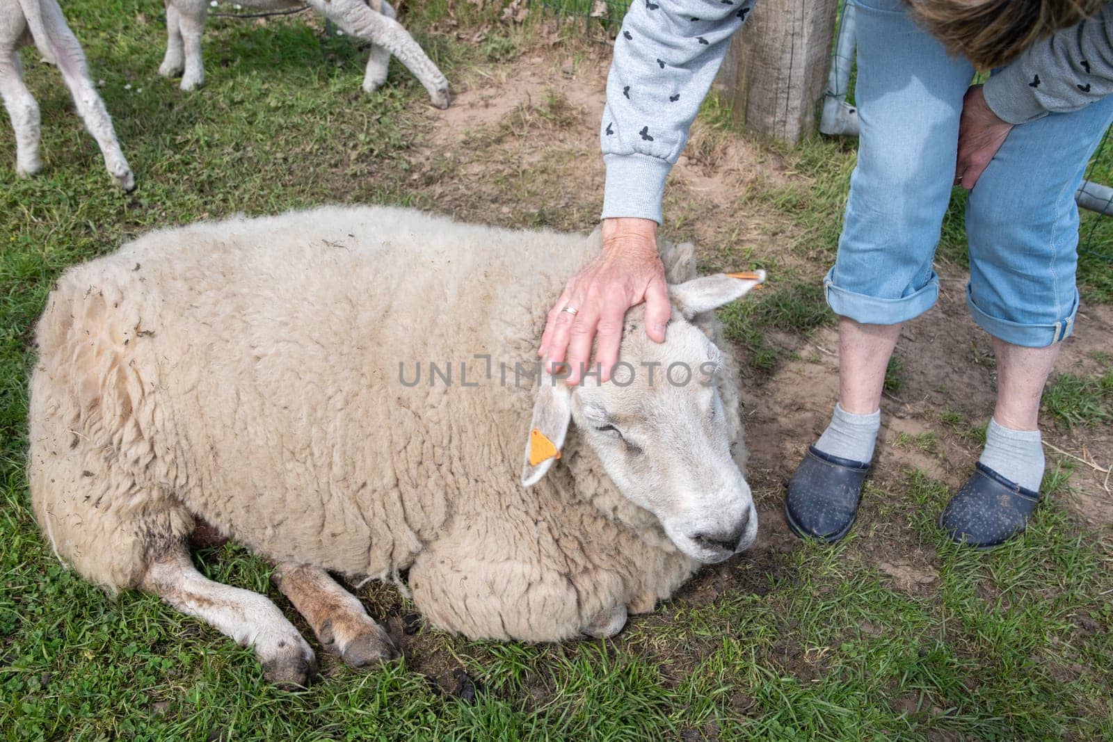 one fat white sheep with thick white wool laying on green grass, a four-legged farm animal that chews its cud, the concept of ecological livestock grazing on natural forage, High quality photo