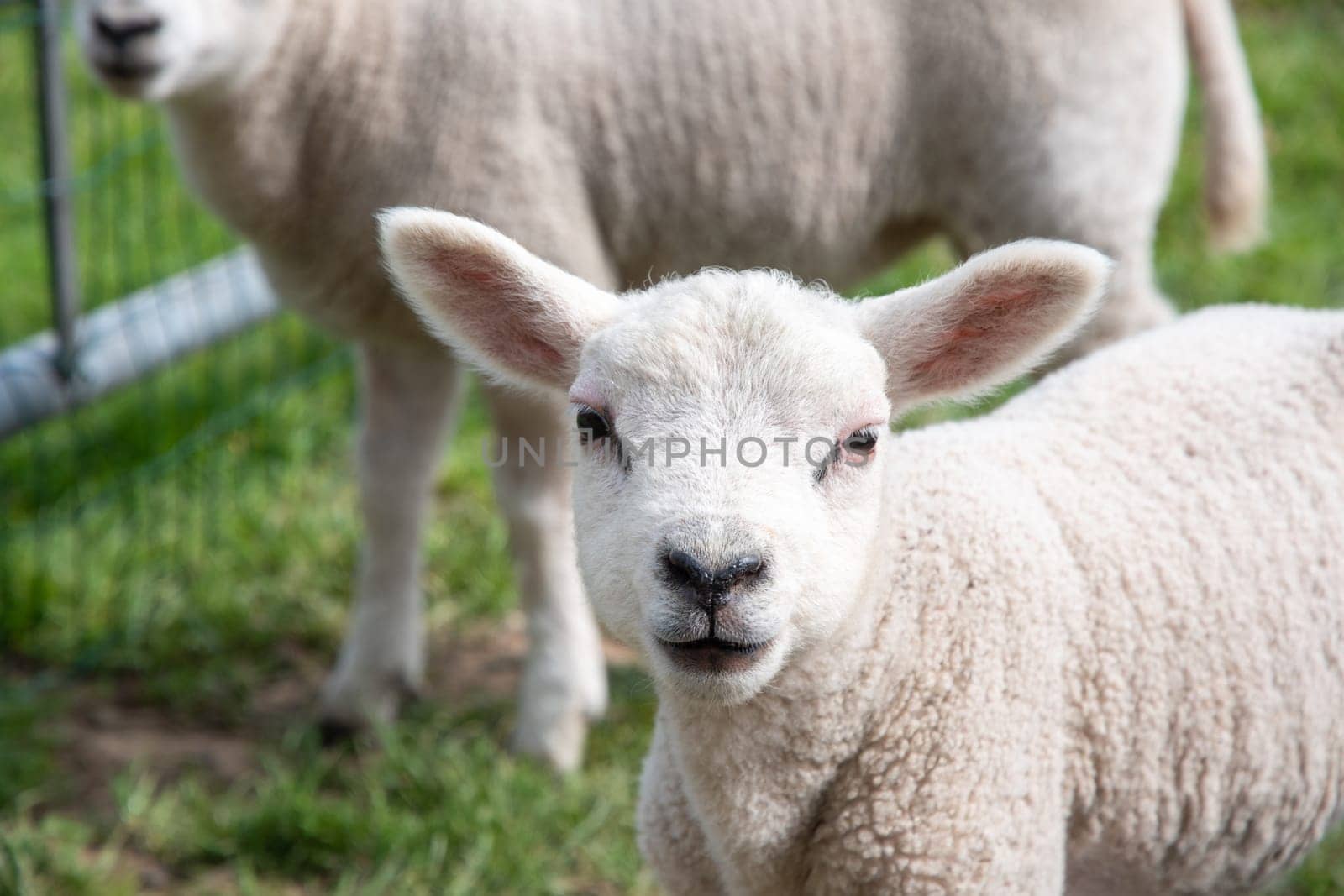 close up A small lamb in a pasture of sheep looking curious at the camera by KaterinaDalemans