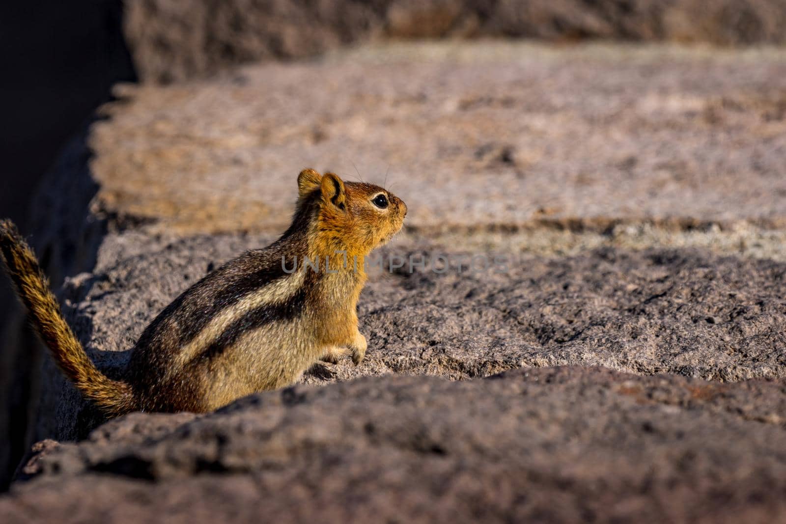 Golden Mantled ground squirrel at Crater Lake National Park