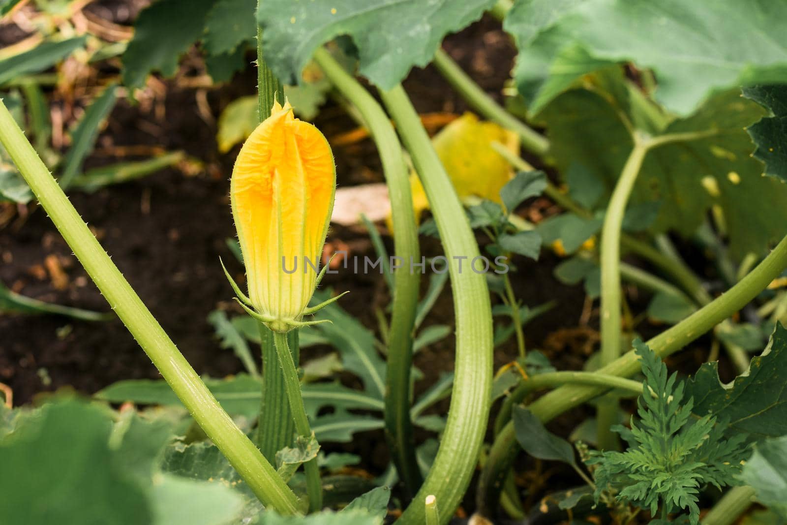 pumpkin flower in the garden. close-up. selective focus