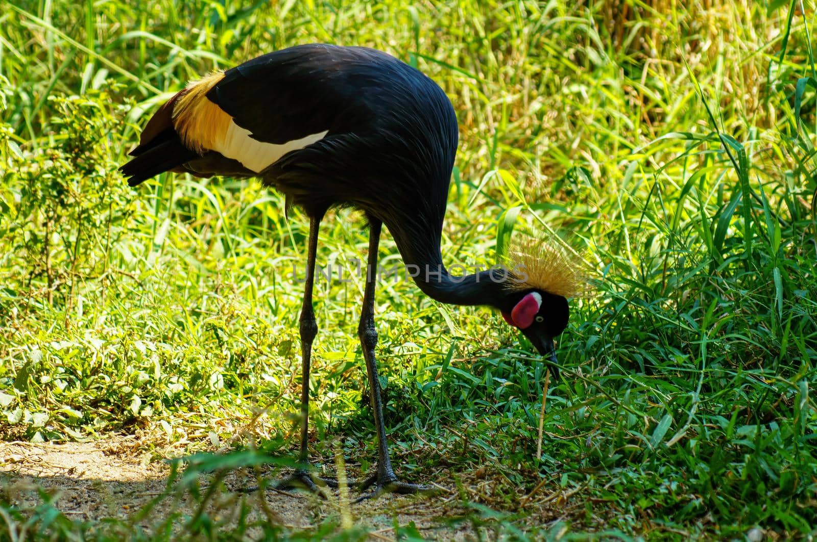 Gray crowned crane or tasseled crested flamingo (Scientific name: Balearica regulorum) and green plants