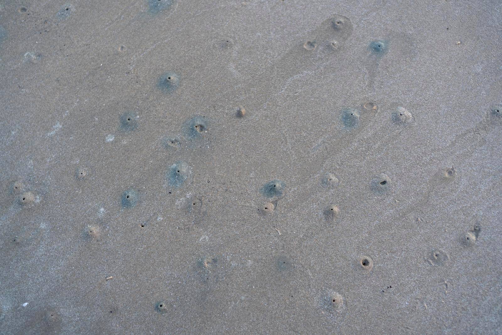 The floating groove of the habitat of Horn-eyed ghost crab or Ocypode on the white sand by the sea	