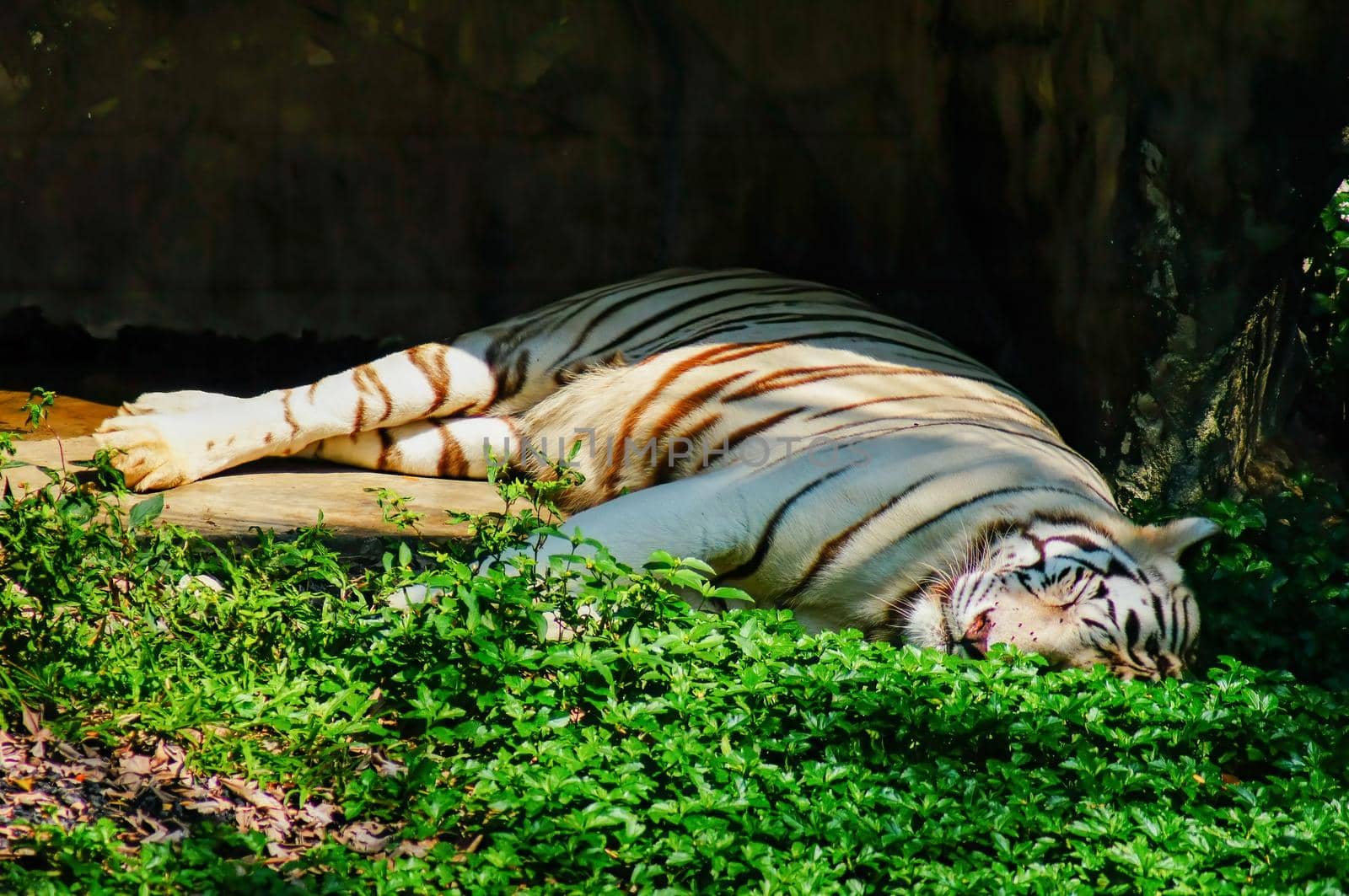 White tiger lying on the green grass in the sunny sun