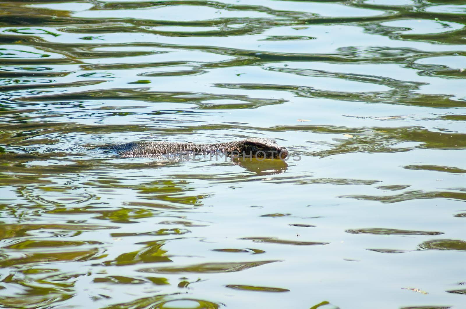Large Asian water monitor is swimming across the water in the pond.