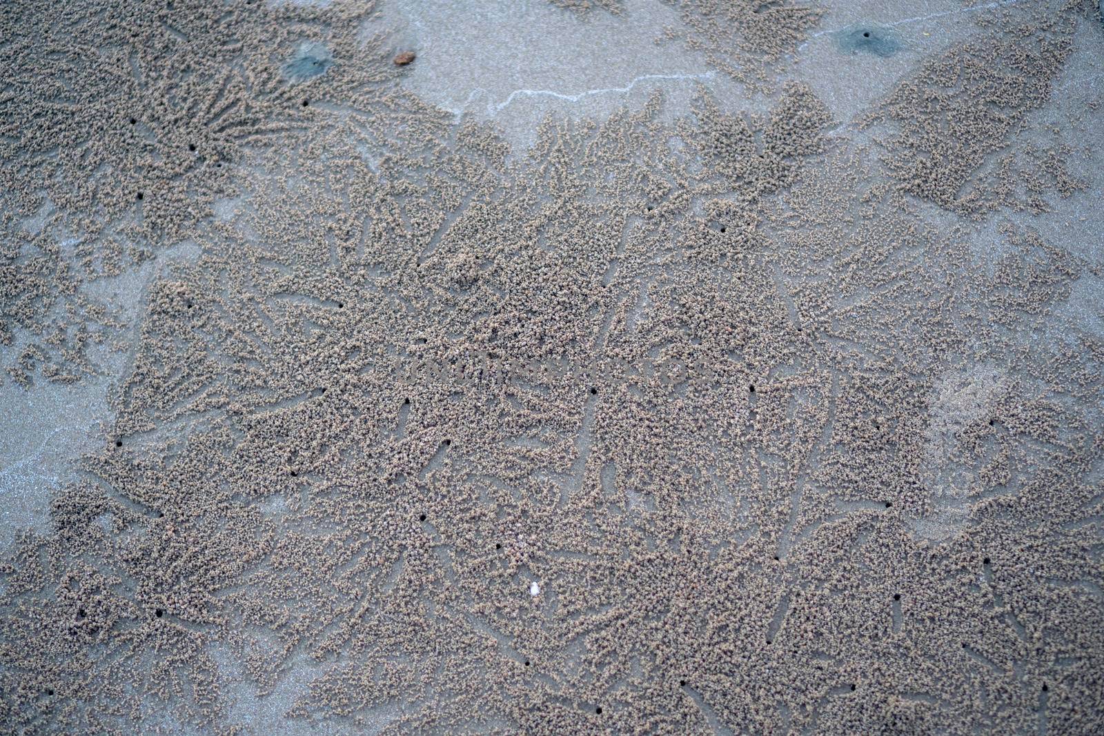 The floating groove of the habitat of Horn-eyed ghost crab or Ocypode on the white sand by the sea	