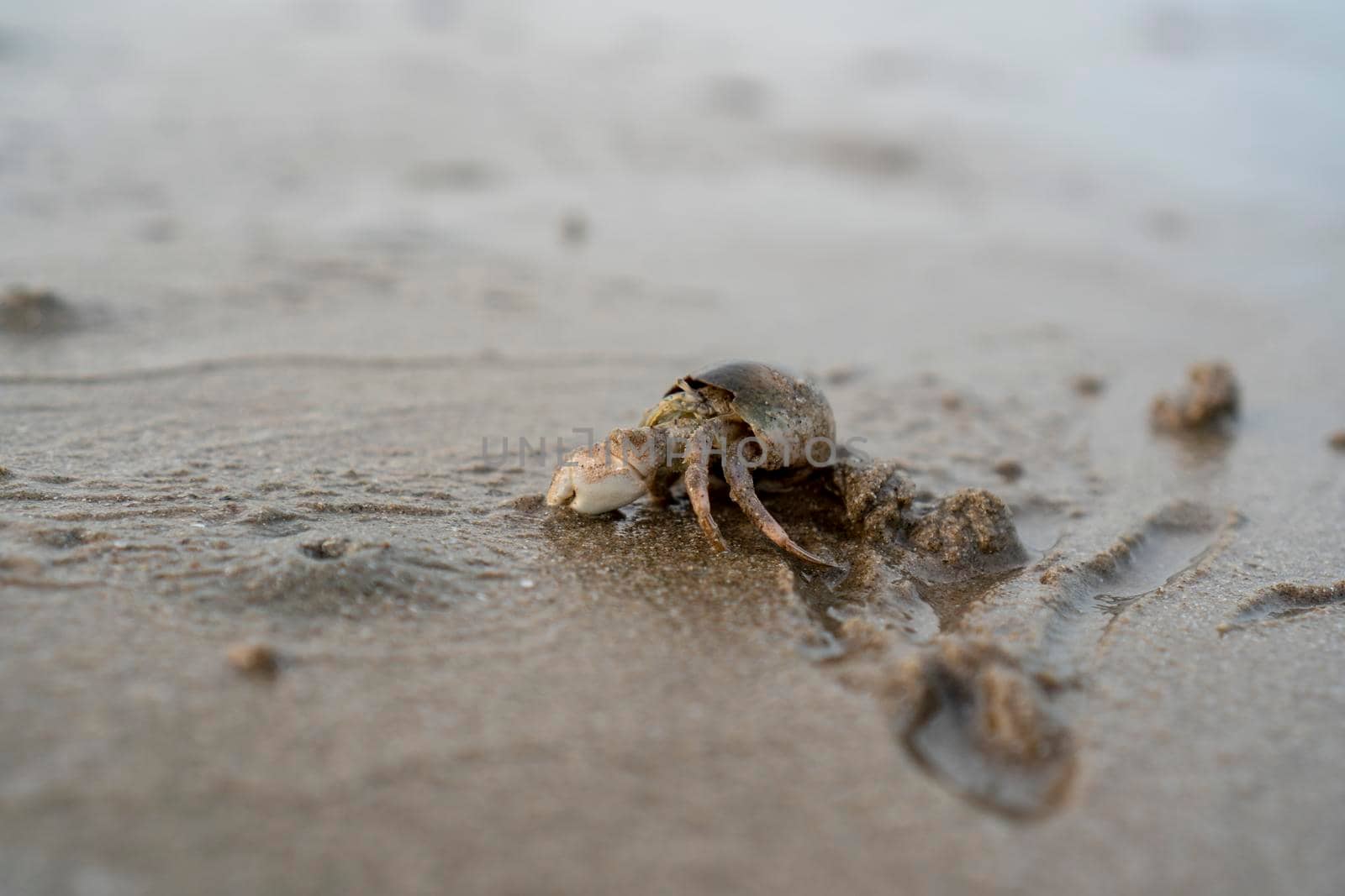 Hermit crabs live on the sand by the sea. Hermit crabs digging sand to bury themselves to hide from predators.	
