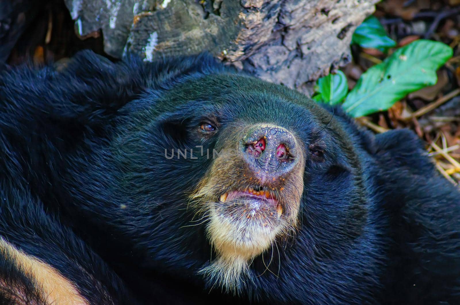 Asian black bear or Asiatic black bear or Selenarctos thibetanus is resting during the day near the timber.