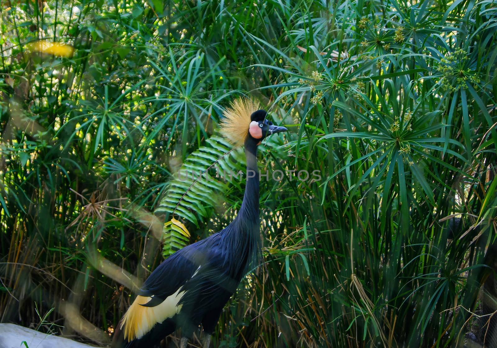 Gray crowned crane or tasseled crested flamingo (Scientific name: Balearica regulorum) and green plants