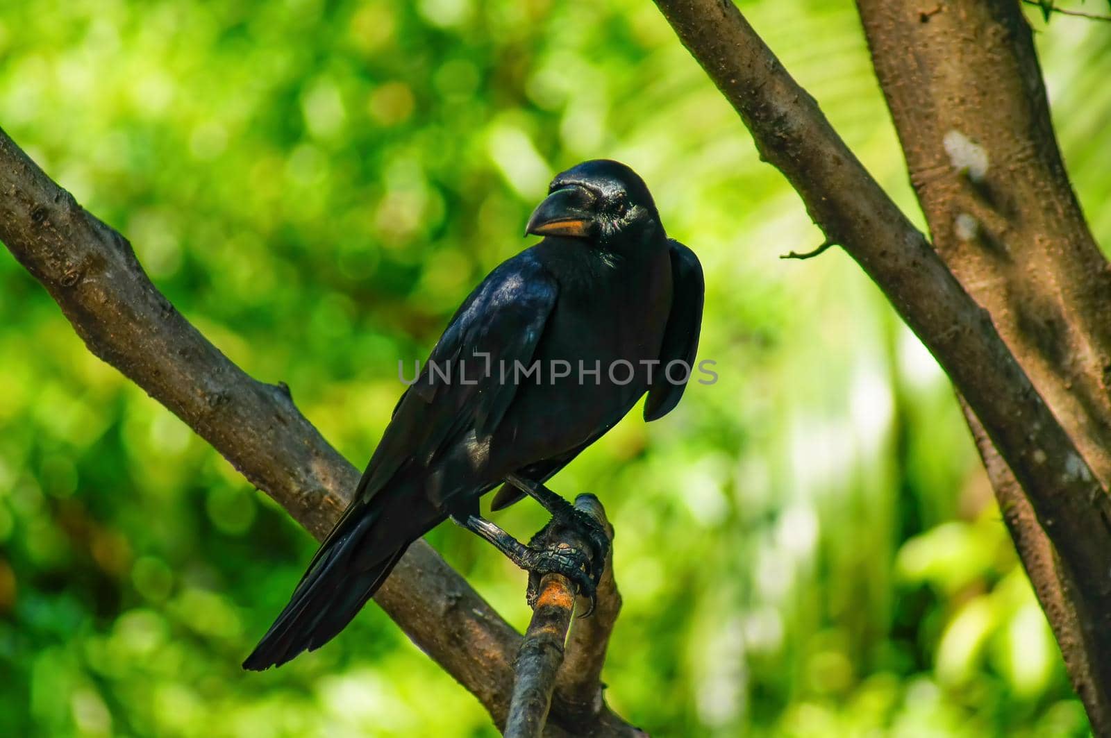 The black crow is sticking to the branches. It's looking for prey.