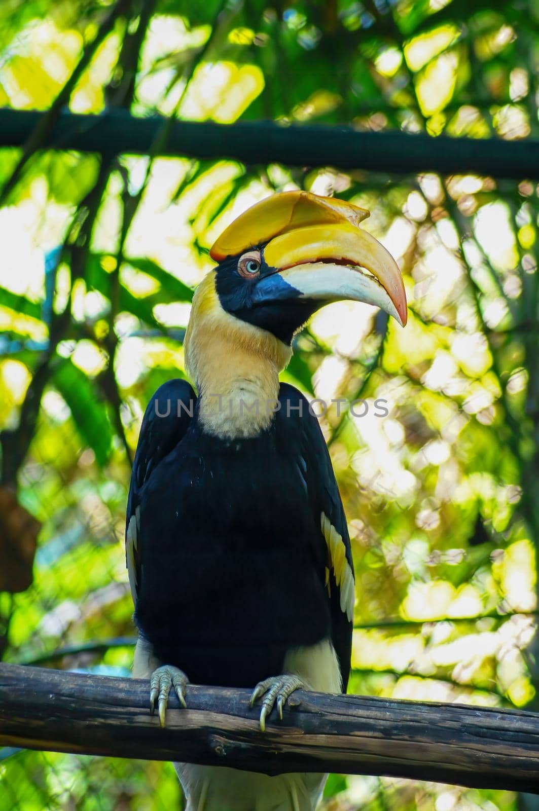 Hornbill is the black body and yellow neck, it Sticking on the timber and looking something