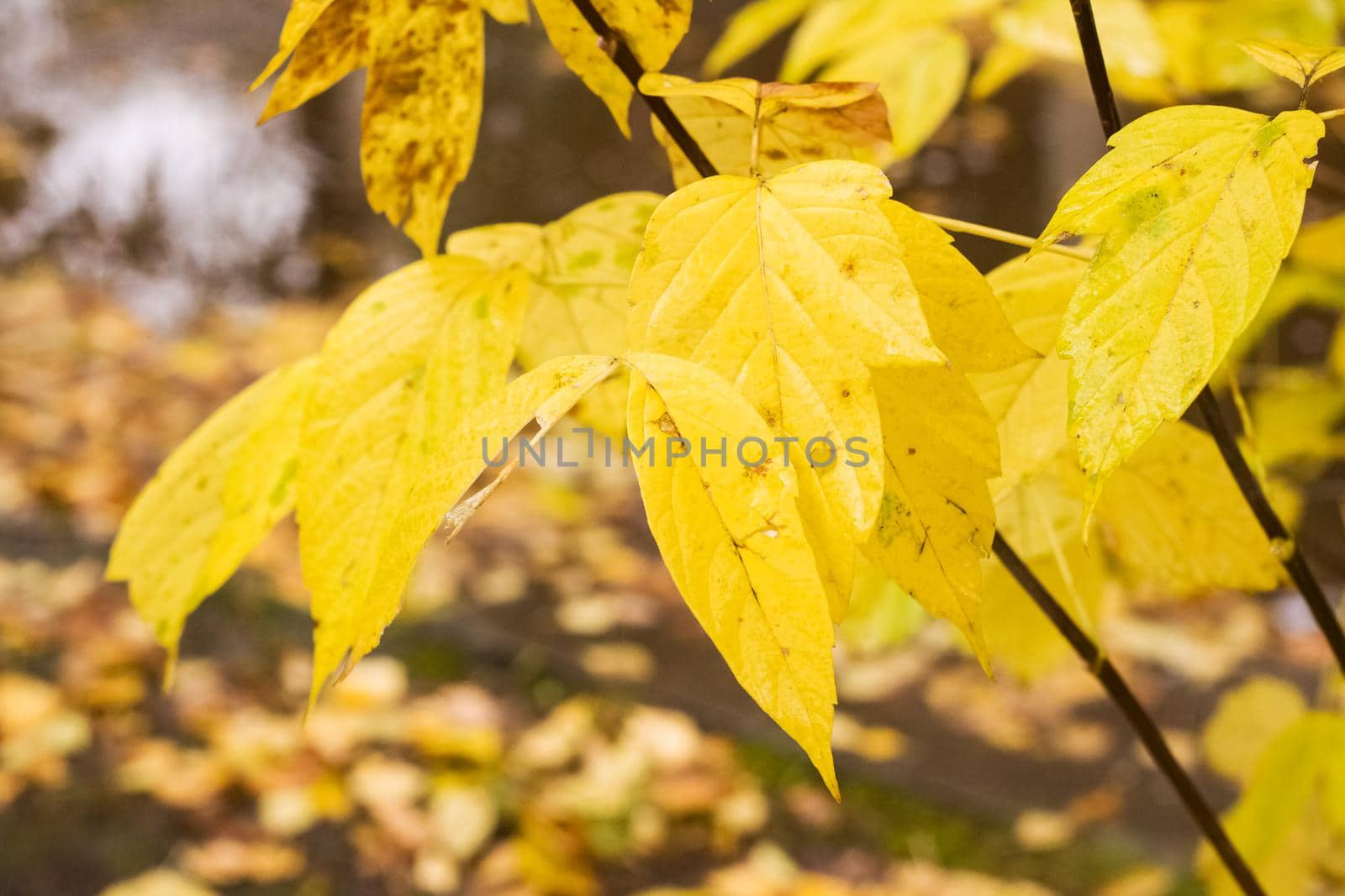 Yellow leaves on tree branches with dew drops by Vera1703