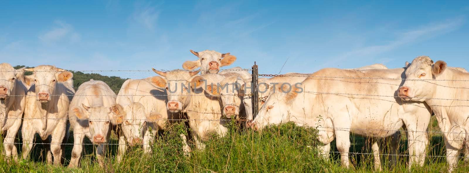 panorama picture of white cows under blue sky in green grassy french meadow