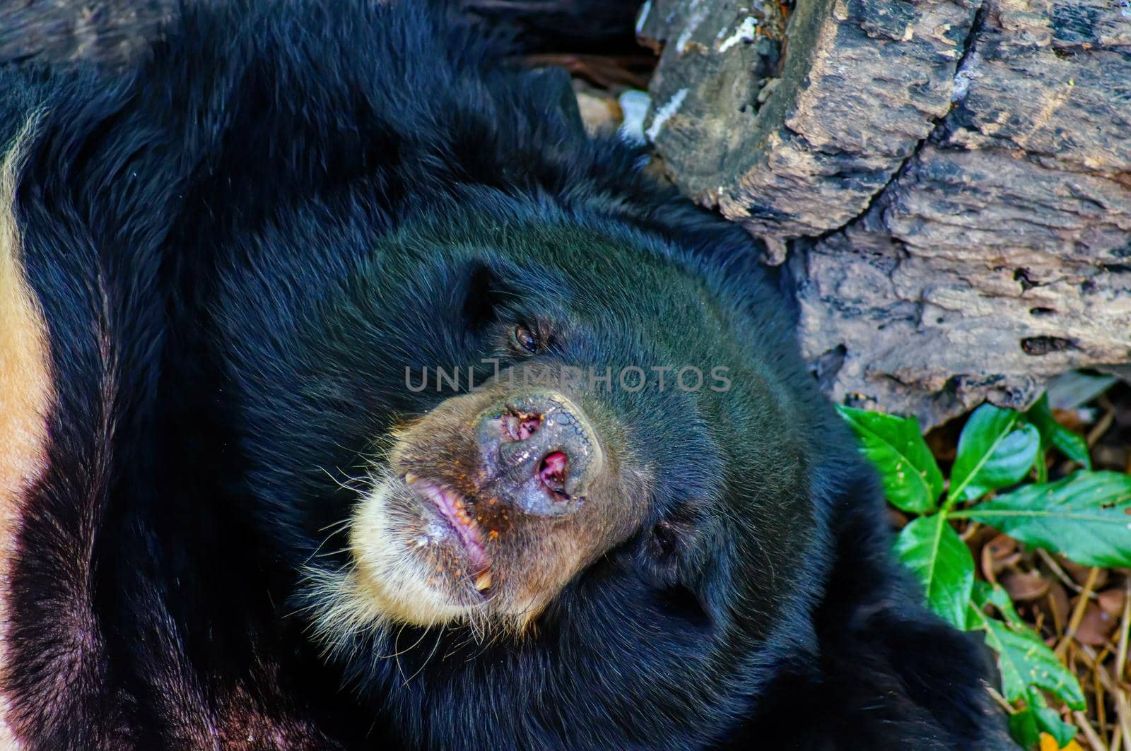 Asian black bear or Asiatic black bear or Selenarctos thibetanus is resting during the day near the timber.