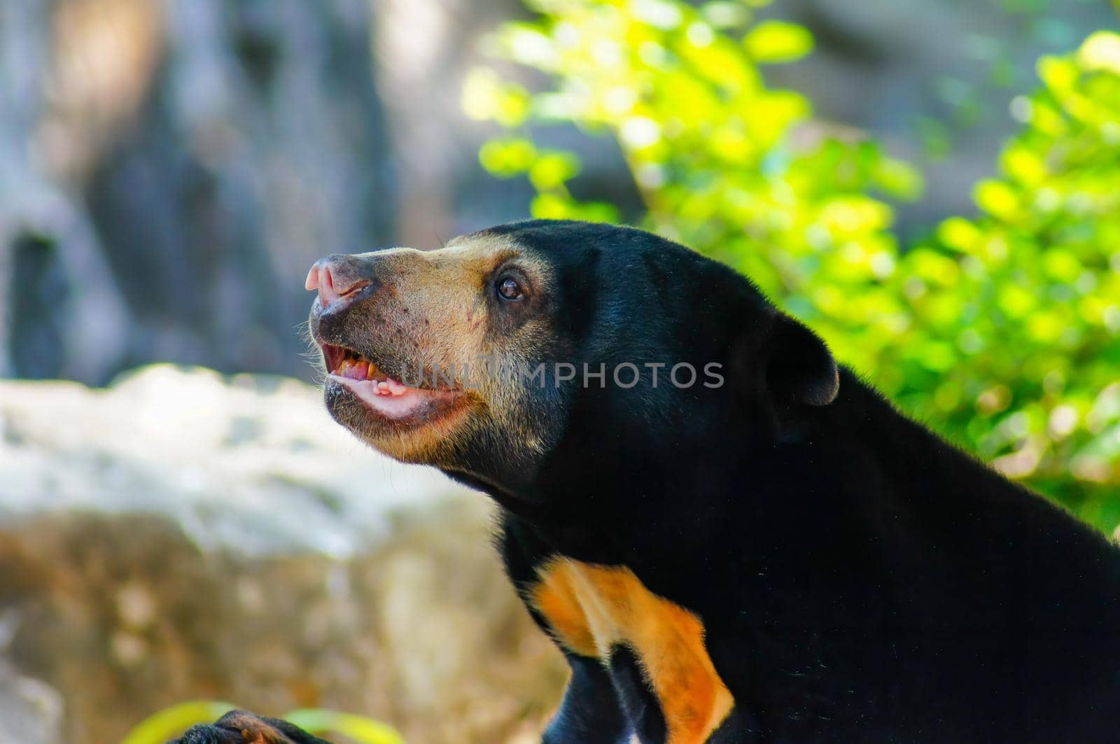 Malayan sun bear or Honey bear, it's a black and  mouth is yellow, hairy, looking at something