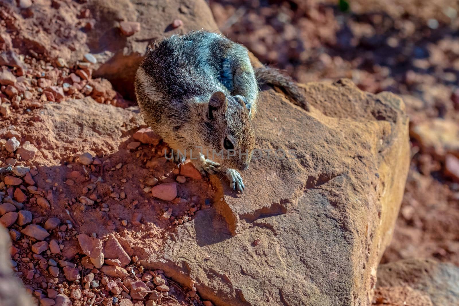 Golden-mantled Ground Squirrel in Bryce Canyon National Park, Utah