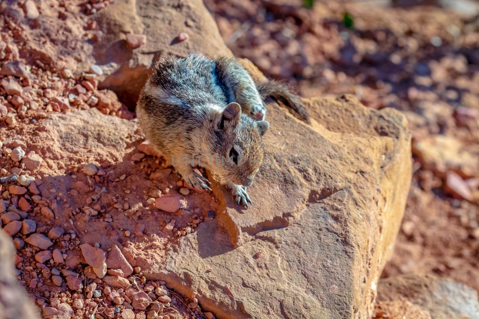 Golden-mantled Ground Squirrel in Bryce Canyon National Park, Utah