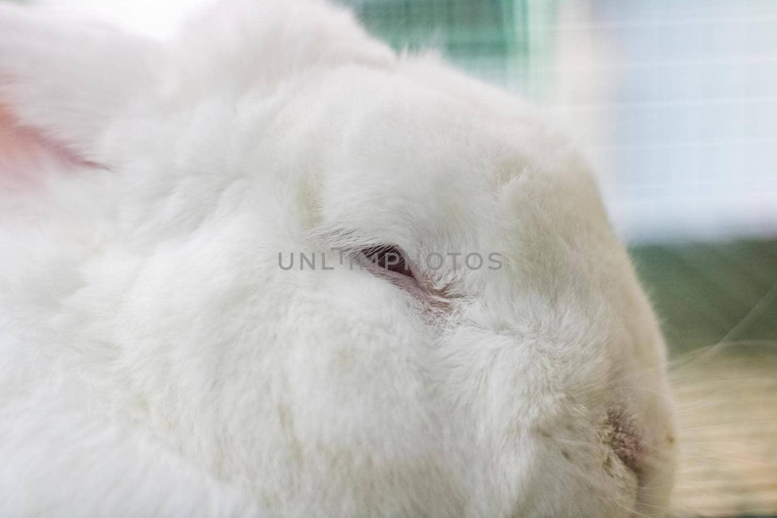 White rabbit with red eyes lies in a cage close up