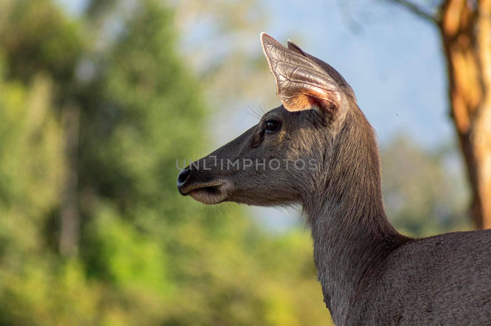 Deer head on the side. Deer are looking at something carefully. The background is a green tree.