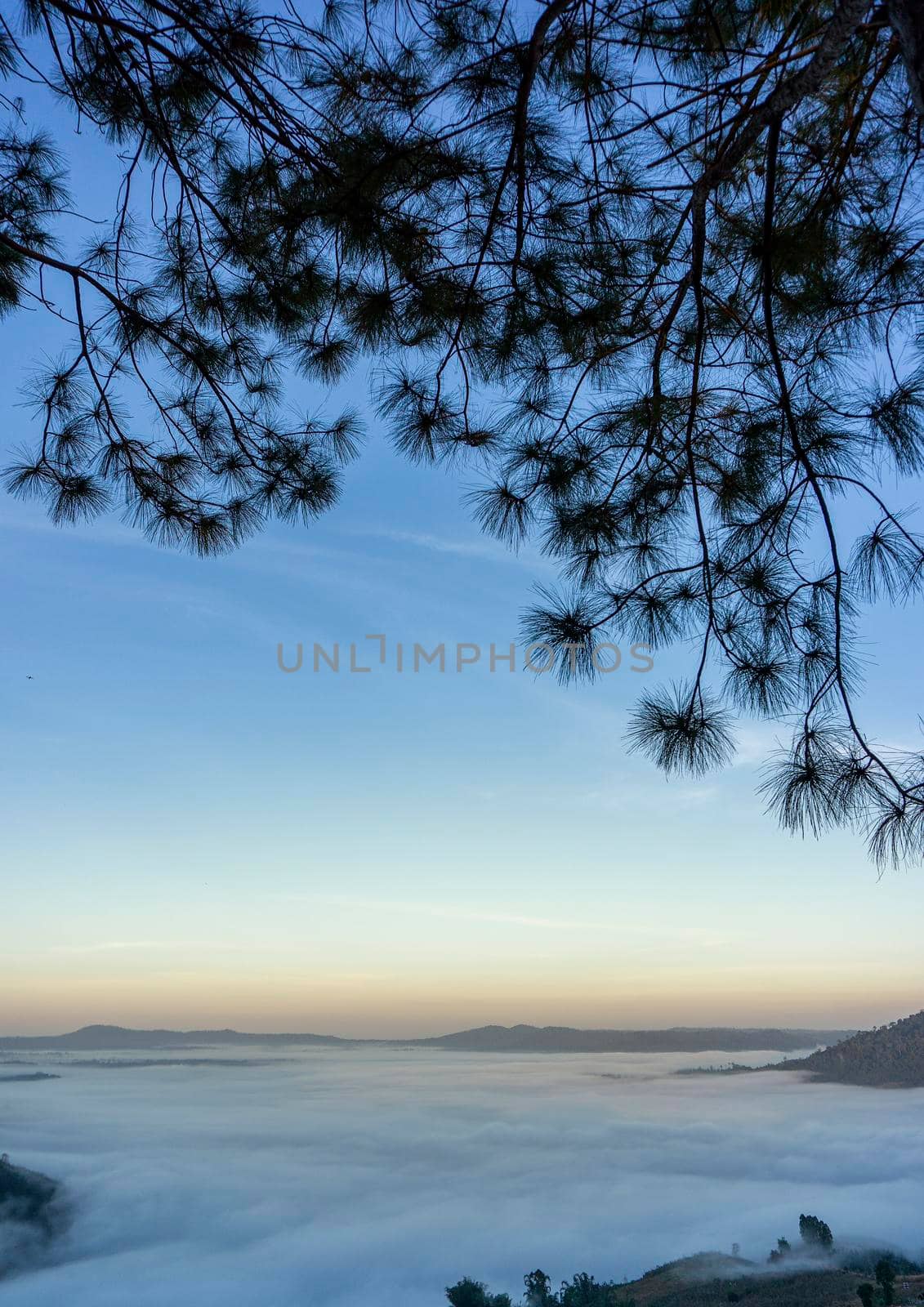 Frame of pine tree leaves The background is the morning mist at Khao Kho, Phetchabun Province.