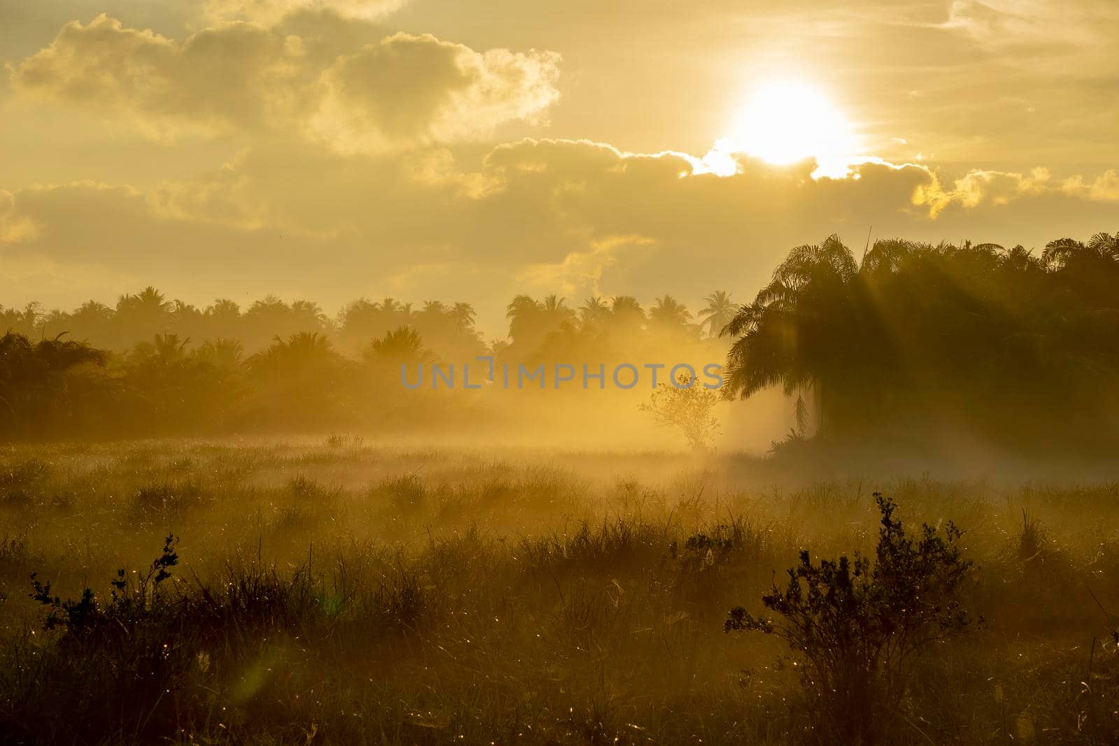 Fog over the grass in the morning. Nature along the way in Chumphon Province Thailand