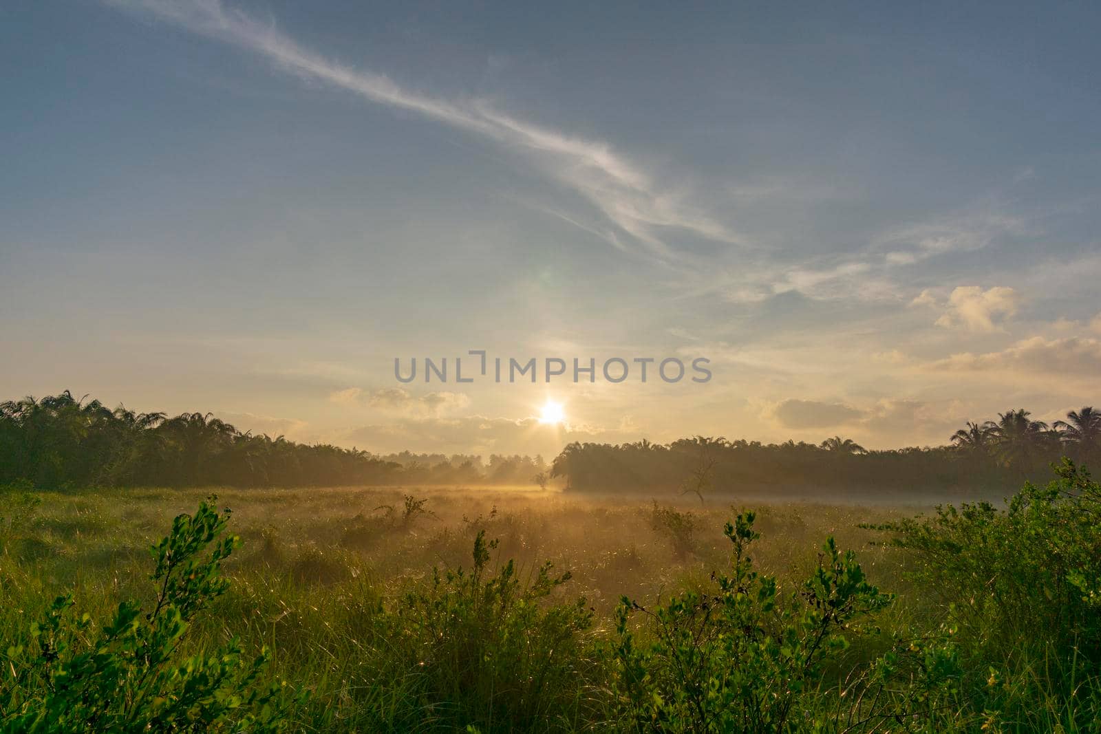 Fog over the grass in the morning. Nature along the way in Chumphon Province Thailand