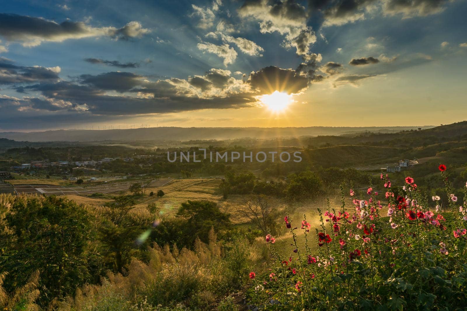 Sunset behind the mountain. flower , tree and grass