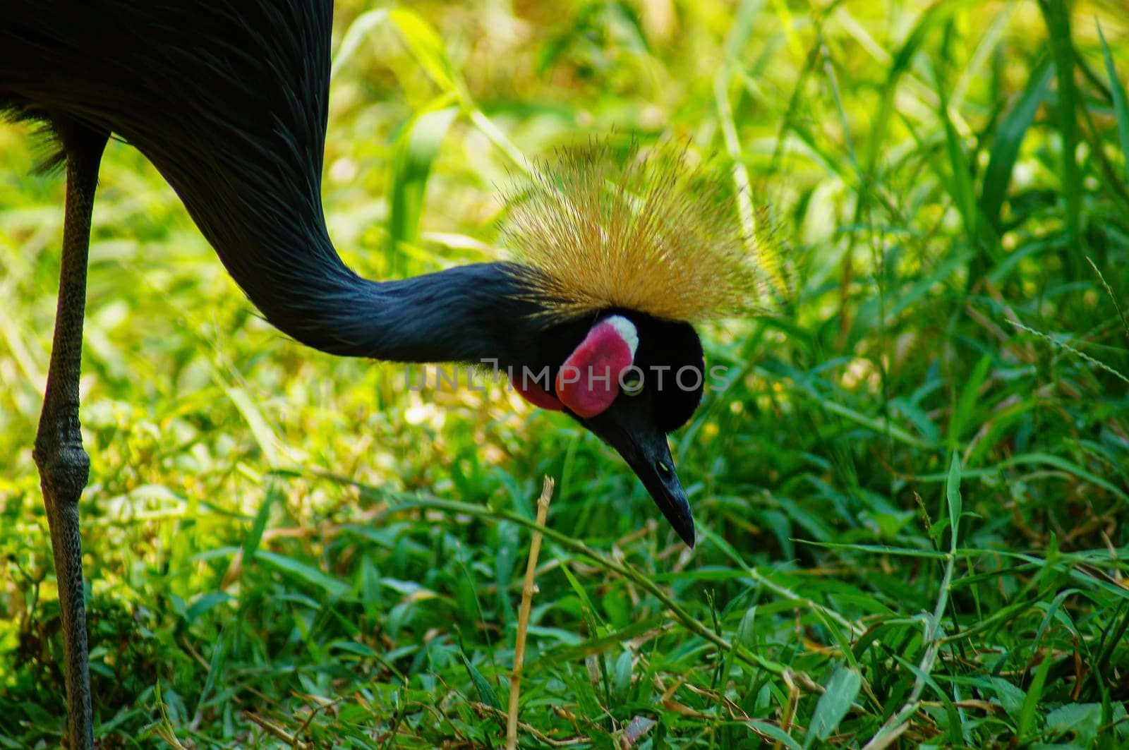 Gray crowned crane or tasseled crested flamingo (Scientific name: Balearica regulorum) and green plants