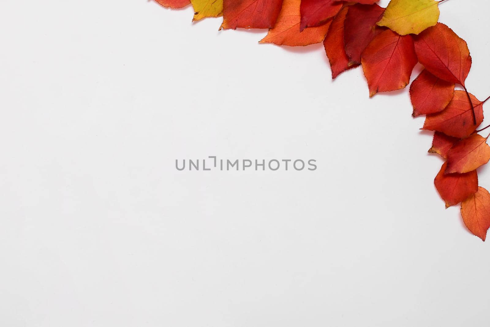 autumn leaves top view. fall layout on a white background. copy space. mock up by ja-aljona