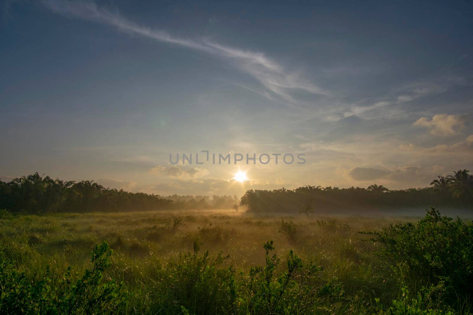 Fog over the grass In the morning Nature along the way in Chumphon Province