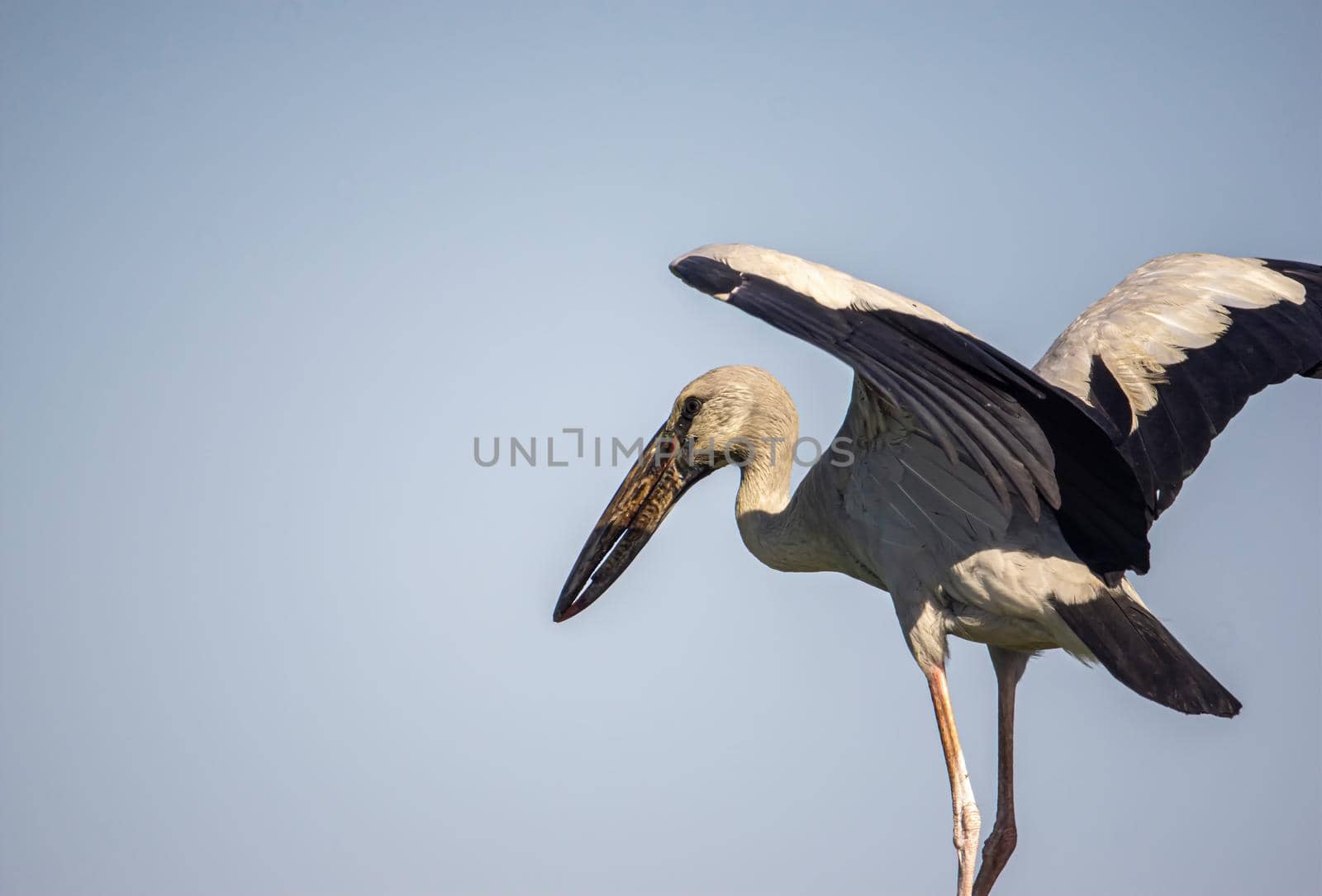 White egret, black wing tip, spread wings for evening sun